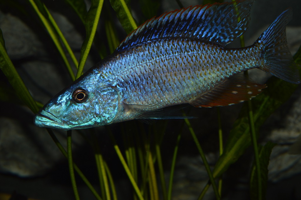 Dimidiochromis compressiceps